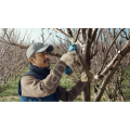 Bosch Professional Pro Pruner (Solo) Bahçe Makası 06019K1020