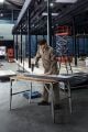 Bosch Professional GSR 18V-50 Çift Akülü 2 Ah Vidalama Makinesi 06019H5000