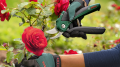 Bosch EasyPrune Budama Makası 06008B2102